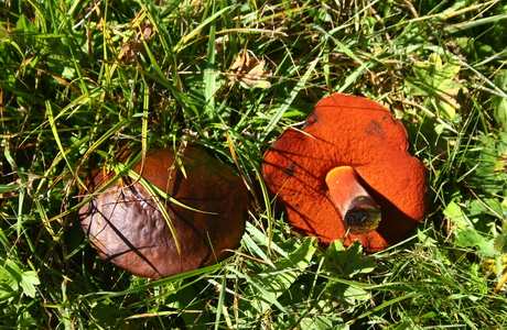 Schusterpilz, Flockenstieliger Hexenröhrling (Neoboletus luridiformis) - © Bernard Wieser